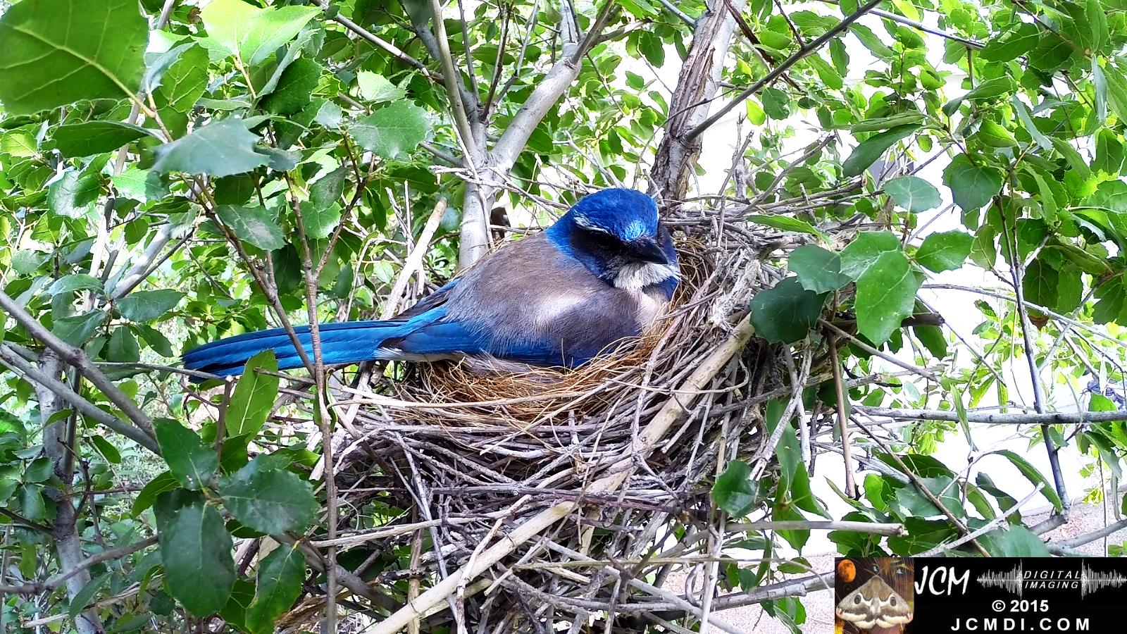 Scrub Jay nest and activity GoPro Hero3+ Black 3-3132015 Santa Clarita JCMDI.COM
